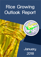 Rice Growing Outlook Report January 2018