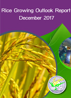 Rice Growing Outlook Report December 2017
