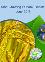 Rice Growing Outlook Report June 2017