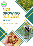 Rice Growing Outlook Report September 2024