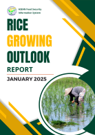 Rice Growing Outlook Report January 2025