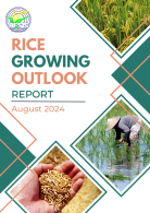 Rice Growing Outlook Report August 2024