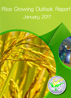 Rice Growing Outlook Report January 2017